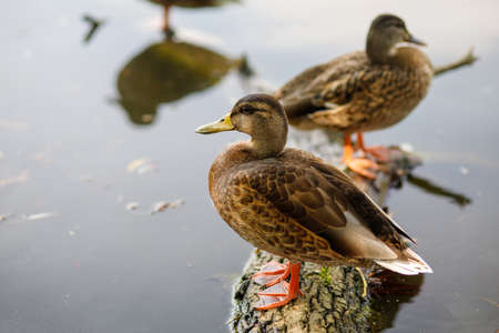 Beautiful wild ducks on the lakeの写真素材