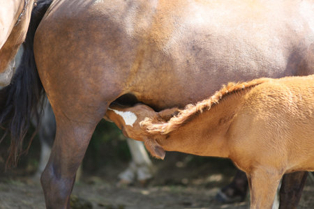 The foal sucks the milk of the mother mareの写真素材