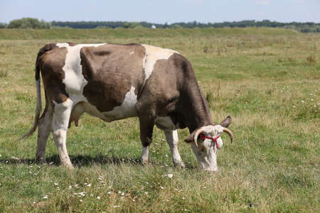 Brown cow grazes on the grass in summerの写真素材
