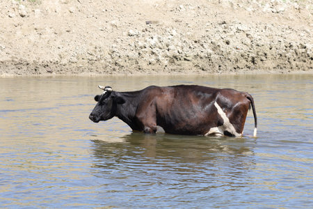 Cows in the river water in summerの写真素材