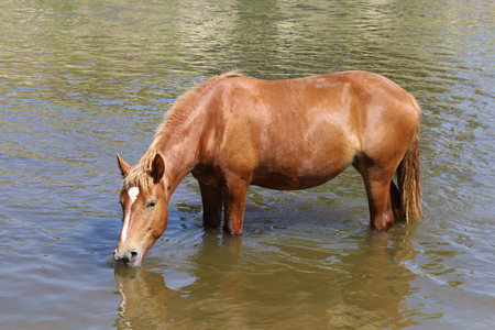 A brown horse drinks water from a riverの写真素材