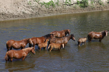 Beautiful brown horses stand in the river in the summer heatの写真素材