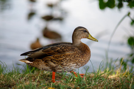 Wild ducks on the lake in natureの写真素材
