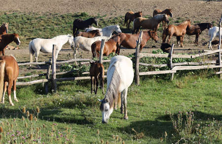 Many horses graze on the farmの写真素材