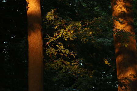Sunbeams during sunset in the park on the leaves of treesの写真素材