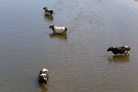 Several cows in the river in the summer heat top viewの写真素材