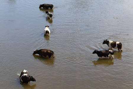 Several cows in the river in the summer heat top viewの写真素材