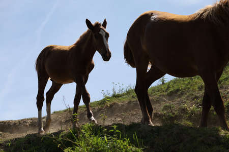Beautiful horses walk along the edge of the riverの写真素材