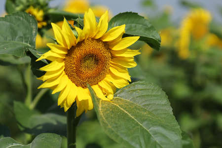 Field with yellow sunflowers in summerの写真素材