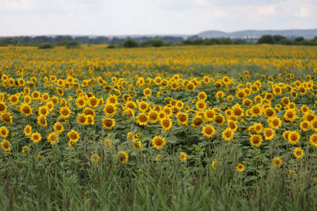 Field with yellow sunflowers in summerの写真素材