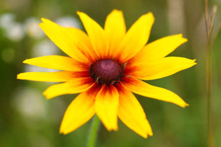black-eyed susan yellow wild flowerの写真素材
