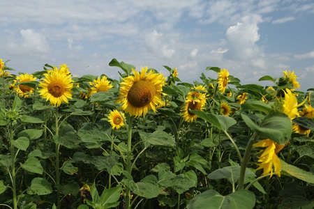 Field with yellow sunflowers in summerの写真素材