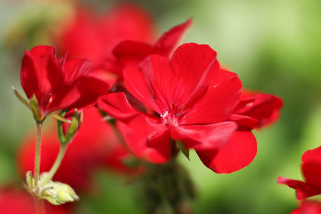 geranium Red garden flowers close-up in summerの写真素材