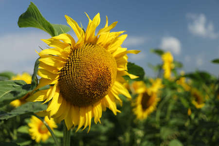 Field with yellow sunflowers in summerの写真素材