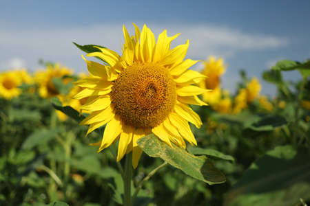 Field with yellow sunflowers in summerの写真素材