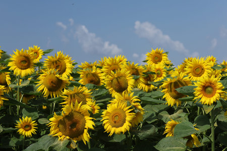 Field with yellow sunflowers in summerの写真素材
