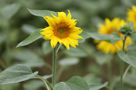 Field with yellow sunflowers in summerの写真素材