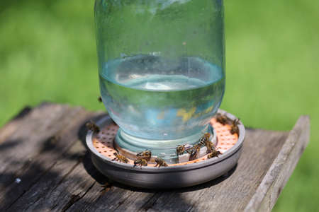 Drinking bowl for bees close-upの写真素材