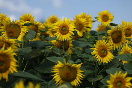 Field with yellow sunflowers in summerの写真素材