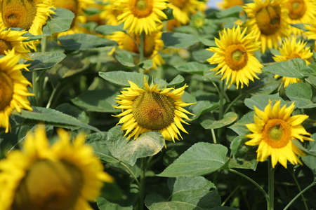 Field with yellow sunflowers in summerの写真素材