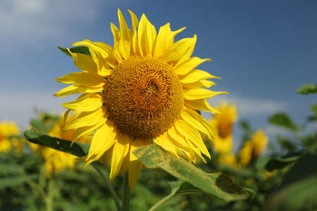 Field with yellow sunflowers in summerの写真素材