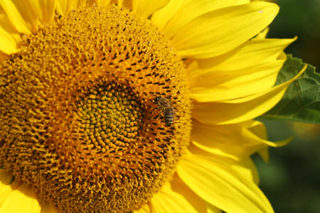 Beautiful yellow sunflower flower close-upの写真素材
