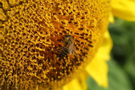 Field with yellow sunflowers in summerの写真素材