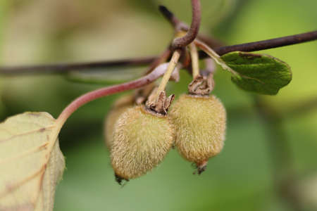 Kiwi ripens on the tree green fruitの写真素材