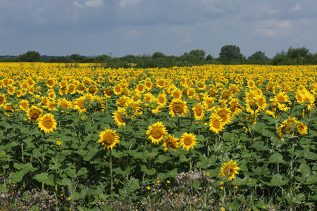 Field with yellow sunflowers in summerの写真素材