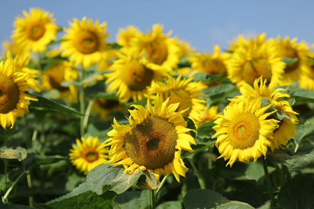 Field with yellow sunflowers in summerの写真素材