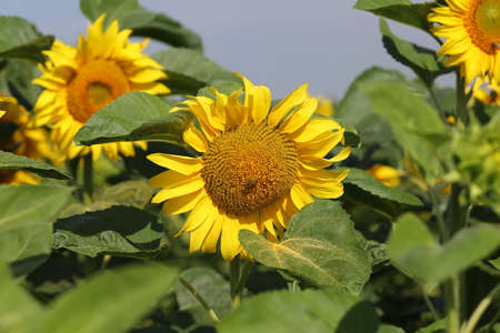 Field with yellow sunflowers in summerの写真素材