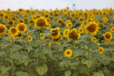 Field with yellow sunflowers in summerの写真素材