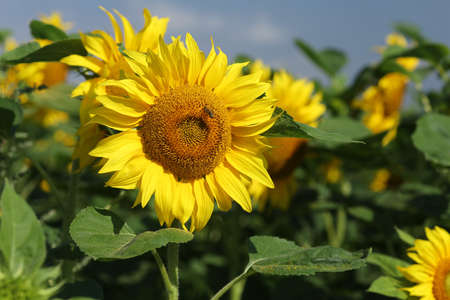 Field with yellow sunflowers in summerの写真素材