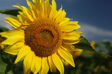 Field with yellow sunflowers in summerの写真素材