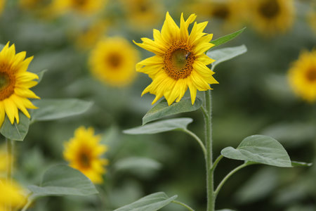 Field with yellow sunflowers in summerの写真素材