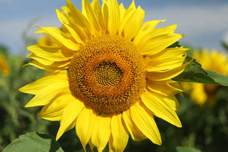 Field with yellow sunflowers in summerの写真素材