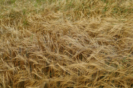 Barley ripens in the summer in the fieldの写真素材