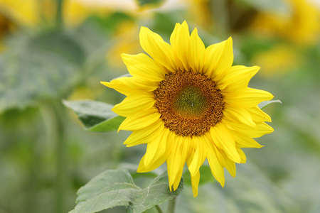 Field with yellow sunflowers in summerの写真素材