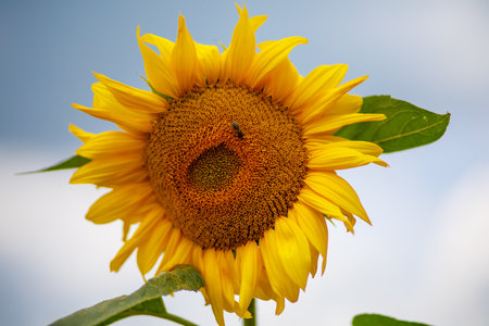 Beautiful yellow sunflower flower close-upの写真素材