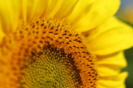 Beautiful yellow sunflower flower close-upの写真素材