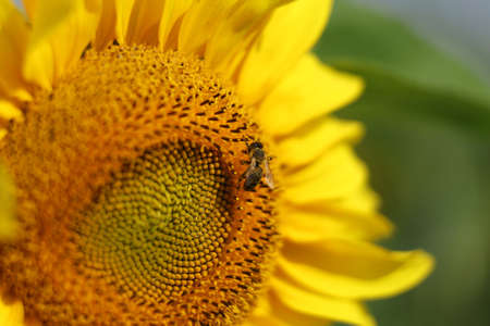 Beautiful yellow sunflower flower close-upの写真素材