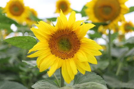Field with yellow sunflowers in summerの写真素材