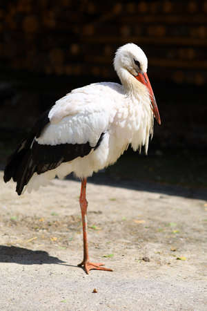 Stork big black and white bird close-upの写真素材