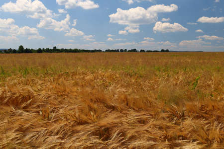 Golden barley grows in summer and blue skyの写真素材
