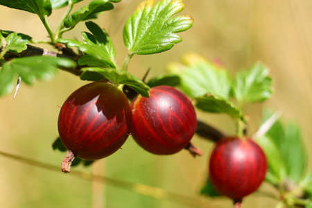 Growing red ripe gooseberries close-upの写真素材