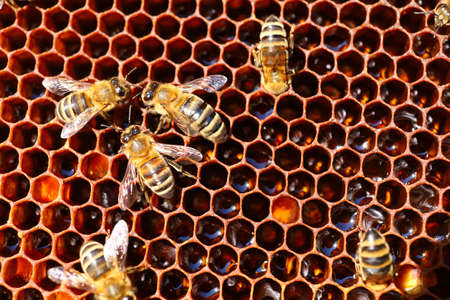 Bees in the hive in the apiary and honeycomb close-upの写真素材