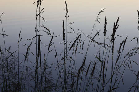 Wild grass and plant stems on the background of lake waterの写真素材