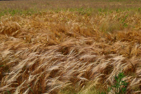 Golden barley grows in summerの写真素材