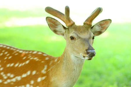 Young deer animal snout closeupの写真素材