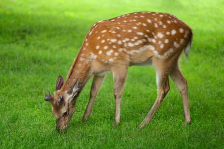 Young deer graze on the grass in summer on the farmの写真素材